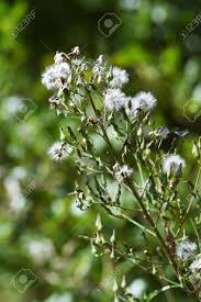 Image result for Lactuca indica