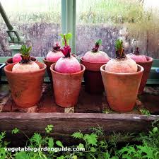 More images for how to grow a vegetable garden in a small space » Container Vegetable Gardening