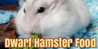 the best dwarf hamster food treats what do dwarf