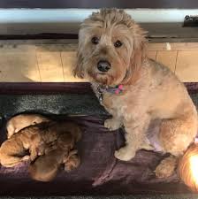 Our smeraglia english teddy bear goldendoodles have not become famous for lack of good reason. English Teddybear Mini Golden Doodle Puppies Posts Facebook