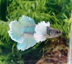Such A Pretty Little Lady I Ll Definitely Be Looking For A Gorgeous One Like This For My Breeding Tank Betta Fish Betta Betta Aquarium