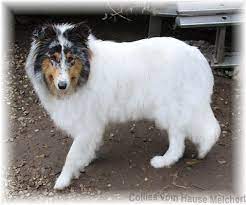 https colliewelpen de white rough collie html rough collie collie collie breeds