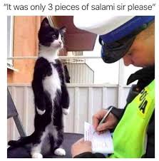 hefty high quality caturday collection 55 cat memes cat memes funny cats funny animal memes