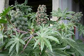 Image result for Ricinus communis