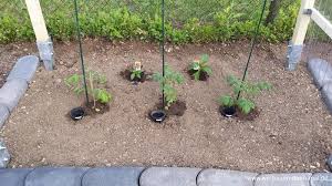 Um die blätter vor krankheiten zu schützen, brauchen sie einen regenschutz. Gemuse Im Garten Angepflanzt Unser Kleiner Nutzgarten Wir Bauen Dann Mal Ein Haus