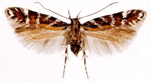 Image result for Ericinella