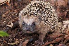 Igelschutz Im Garten Nabu Igel Im Garten Igel Garten