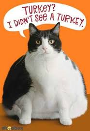 Funny Thanksgiving Fatcat Catwisdom101 Funny Thanksgiving Memes Thanksgiving Quotes Funny Thanksgiving Pictures