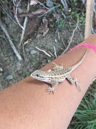 Praying mantises do well in captivity but in order to get the best results only one individual is recommended to be raised at one time. Volcano