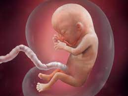 Bayi akan terus membangun kelenjar lemak di dalam tubuhnya. Perkembangan Janin Dalam Kandungan Ini 9 Tahapnya