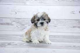 Check spelling or type a new query. Teddy Bear Puppies For Sale Change Comin