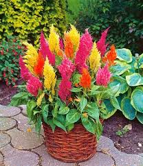 As if their names didn't overlap enough already! How To Grow Celosia Growing And Planting Guide