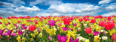 Studying in holland offers a world of opportunity and holland international study centre is your first step to a degree taught in english. Go Dutchtravel Go Dutchtravel Holland Incoming