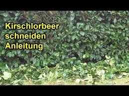 Wann ist der lorbeer winterhart winterschutz fur den klassiker. Kirschlorbeer Richtig Schneiden Anleitung Lorbeerkirsche Hecke Zuruckschneiden Youtube