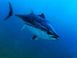 Pics of oun tuna : 790 Bluefin Tuna Stock Photos Pictures Royalty Free Images Istock