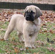 American Mastiff Puppy American Mastiff Mastiff Puppies Mastiffs