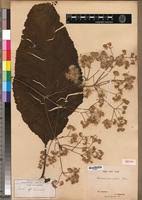 Image result for Vernonia auriculifera
