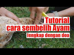 Tutorial Sembelih Ayam Lengkap Dengan Doa Dan Tertibnya Youtube