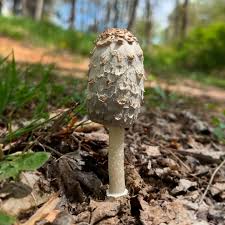 Image result for Coprinus comatus