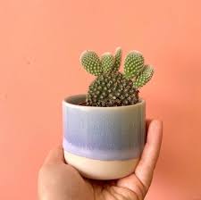 How do you get christmas cactus to bloom? Does The Bunny Cactus Hop