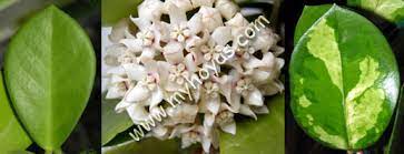& liddle austrobaileya 3(3) 1991 family: Hoya Australis