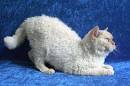 Selkirk Rex - Nite Wind Cattery
