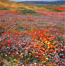 Image result for traffic in california flower bloom