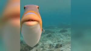 Home bat memes bobo memes boomer memes brainlet memes grug memes reaction memes pepe memes wojak memes zoomer memes meme templates advertising and contact. Staring Fish Do You Fart Know Your Meme