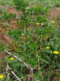 Image result for Lycium schizocalyx