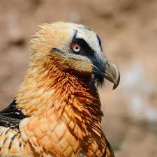 See more ideas about animals beautiful, cute animals, animals. Biology Foundation For The Bearded Vulture