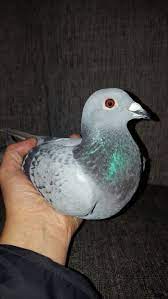 ط ظ طظ ط ظ ط ظ ط ظٹطط ظ ظٹ pigeon dove pigeon egyptian