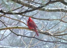 Birds Of Western North Carolina Photos Northern Cardinal At The Inn On Mill Creek Www Innonmillcreek Com Birds Northcarolina Mountains Garden Mural Beautiful Birds Birds