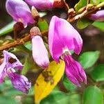 Image result for Millettia drastica