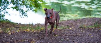 He is a fine choice for allergy sufferers who want a dog. American Hairless Terrier All About Dogs Orvis