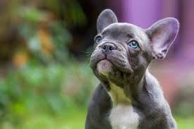 The fawn french bulldog colors come in different shades, from very light, almost cream looking ones, to a deep red fawn. French Bulldog Price How Much Do French Bulldog Puppies Cost All Things Dogs