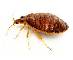 Don't live with bed bugs in charleston. Bed Bug Prevention Greenville Spartanburg Anderson Columbia Lexington Rock Hill