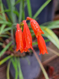 Image result for Tapinanthus forbesii