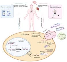 MicroRNAs as Potential Biomarkers for Exercise-Based Cancer Rehabilitation  in Cancer Survivors