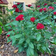 Image result for Pentas longiflora
