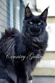 pin na doske kunomaniya