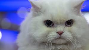 Ankara Da Kedi Guzellik Festivali Duzenlendi Ntv