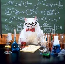 Chemistry Cat Blank Meme Template Chemistry Cat Chemistry Humor Science Cat