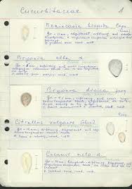 Image result for Corallocarpus boehmii