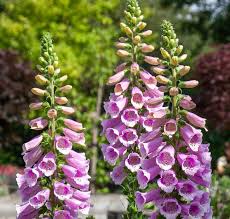 Image result for Digitalis purpurea