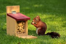 Maybe you would like to learn more about one of these? Squirrel Control Squirrel Infestation Squirrel Problem