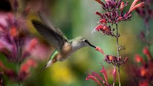 hummingbird species you can find only in and around costa rica