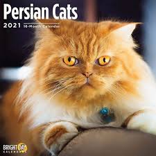 Persian Cats 2021 Calendar Persian Cats Are Loved For Their Affectionate And Loyal Personalities These Long Haired Felines Can In 2020 Persian Cat Cat Calendar Cats
