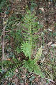 Image result for Asplenium emarginatum