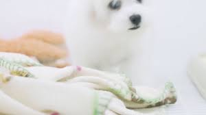 Puppy For Sale Fully Vaccinated Walk In Viewing Ava Certified Breeder