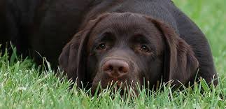 Puppies for sale from dog breeders near charlotte, north carolina. Cinnamire Labrador Retrievers English Labrador Breeder North Carolina